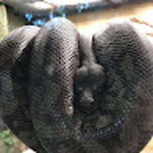 Meet your Posher, Charles